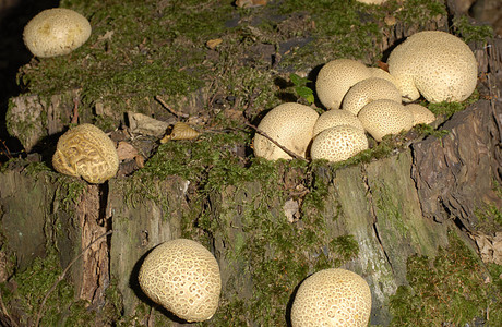 Dickschaliger Kartoffelbovist (Scleroderma citrinum ) - © Heinz Prelicz Dickschaliger Kartoffelbovist (Scleroderma citrinum ) - © Heinz Prelicz